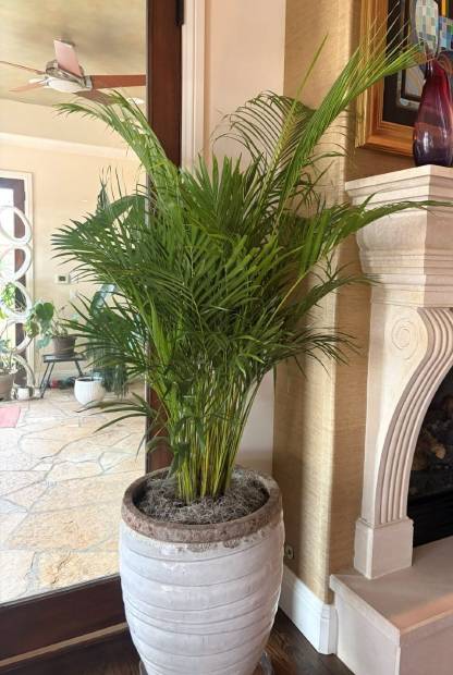 Areca palm beside a stone fireplace