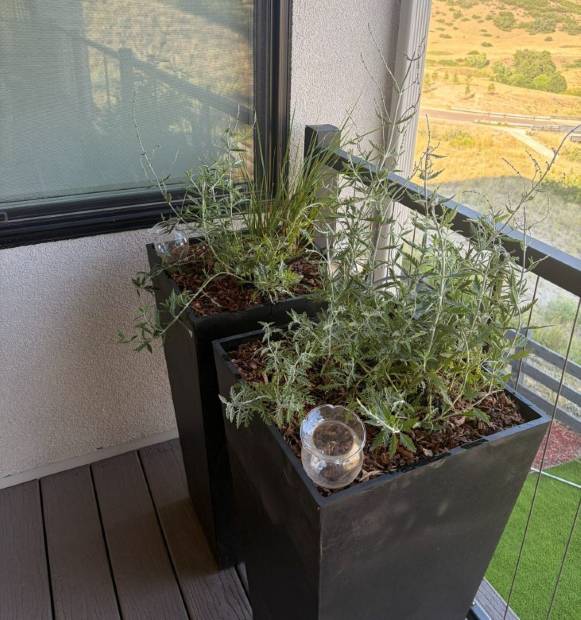 The same balcony planter full of herbs and trailing color