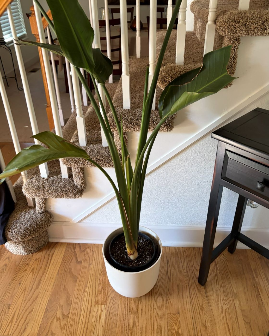 A bird of paradise at the foot of the stairs in a Centennial home