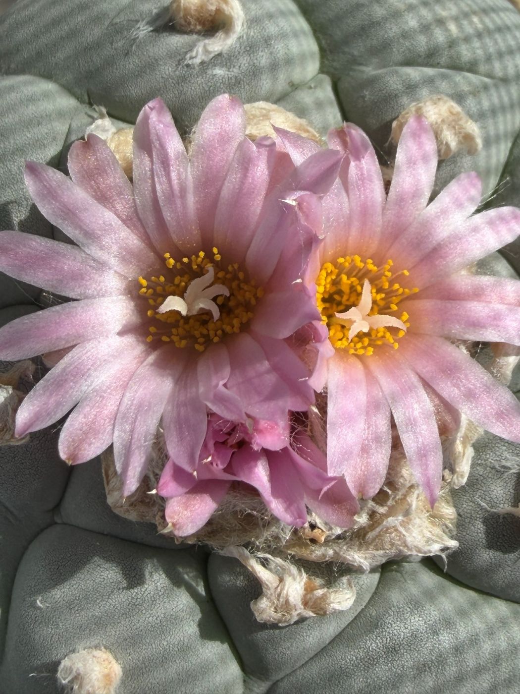 A cactus in full pink bloom in a Lakewood, Colorado home