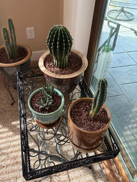A cactus collection repotted and back on its stand