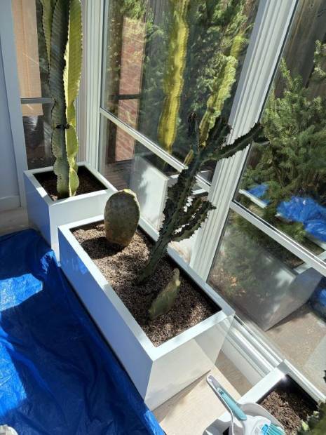 A cactus trough part way through planting