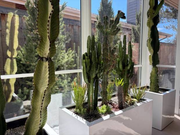 The finished cactus trough, planted and top dressed