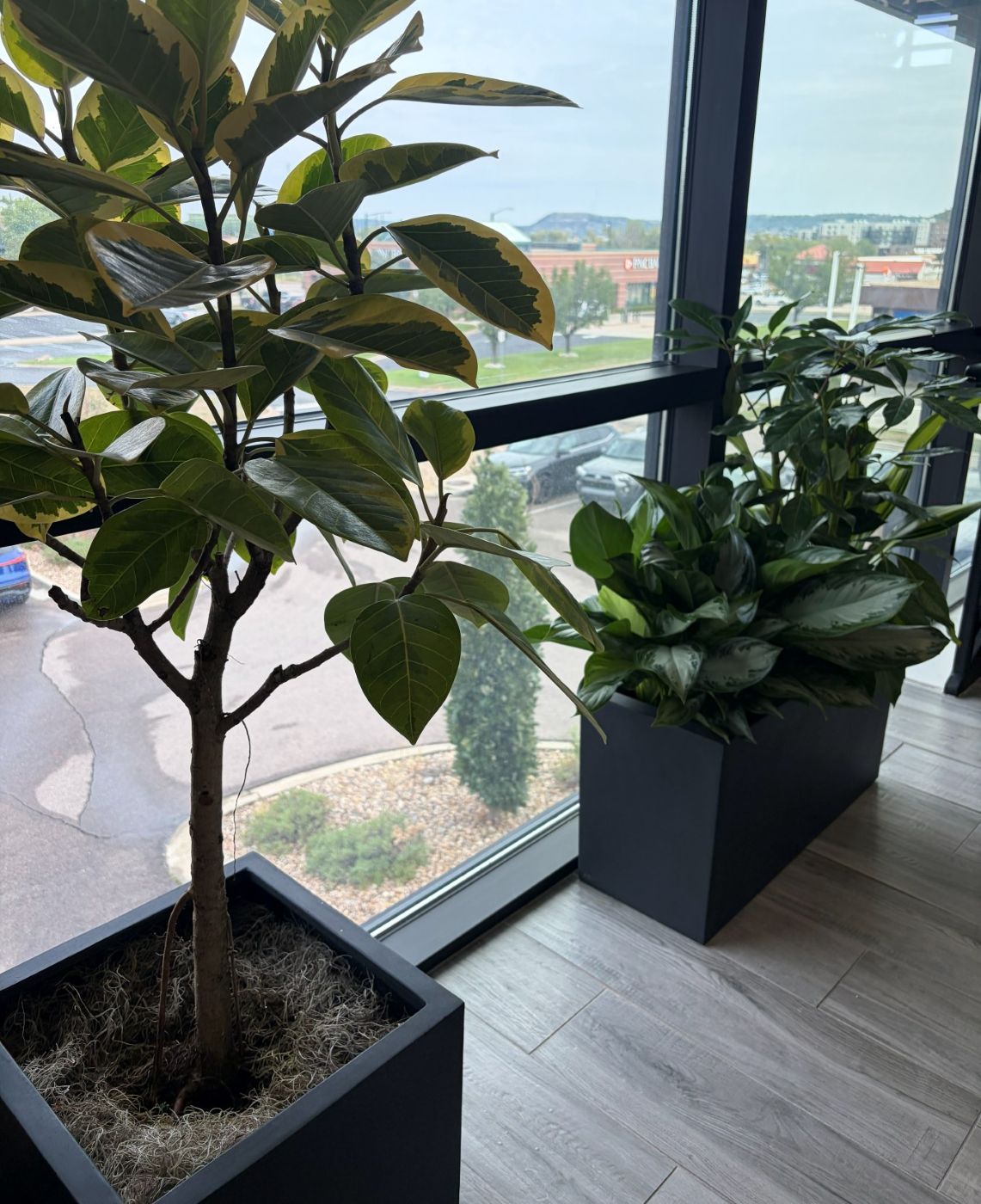 Citrus trees in planters along an office window