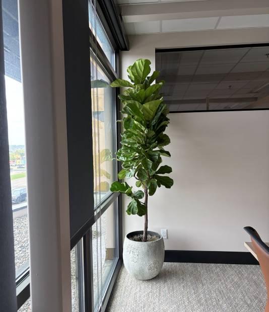 Fiddle leaf fig beside a glass wall in a Denver office