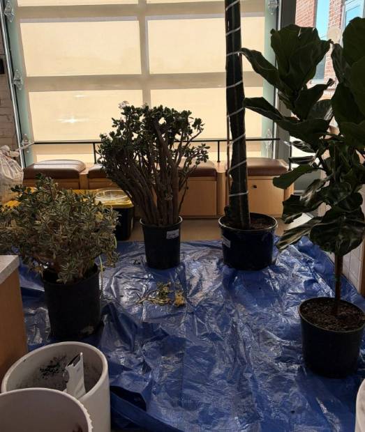 Houseplants lined up on a tarp on repotting day