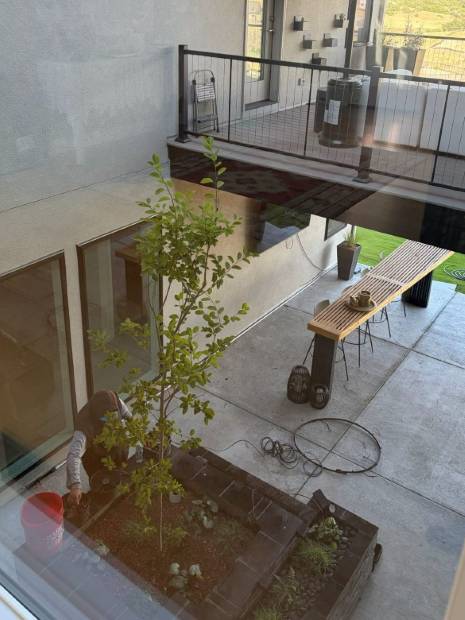 The same atrium tree fully leafed out five weeks later