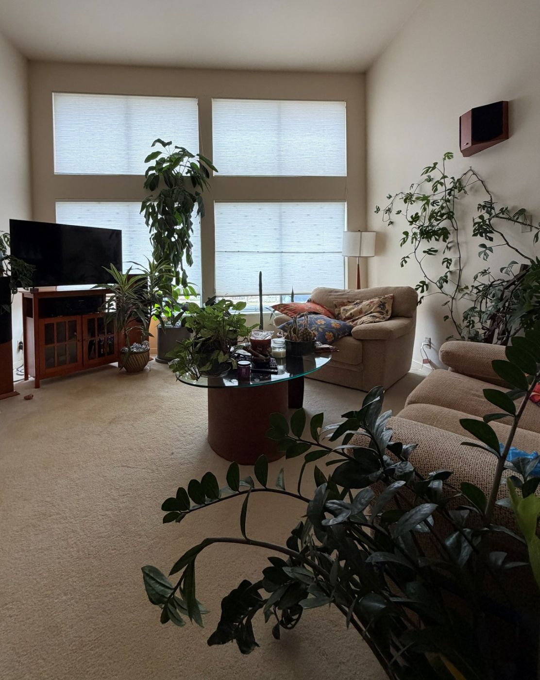 A living room plant collection in a Denver home