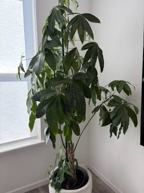 A money tree filling a bright corner