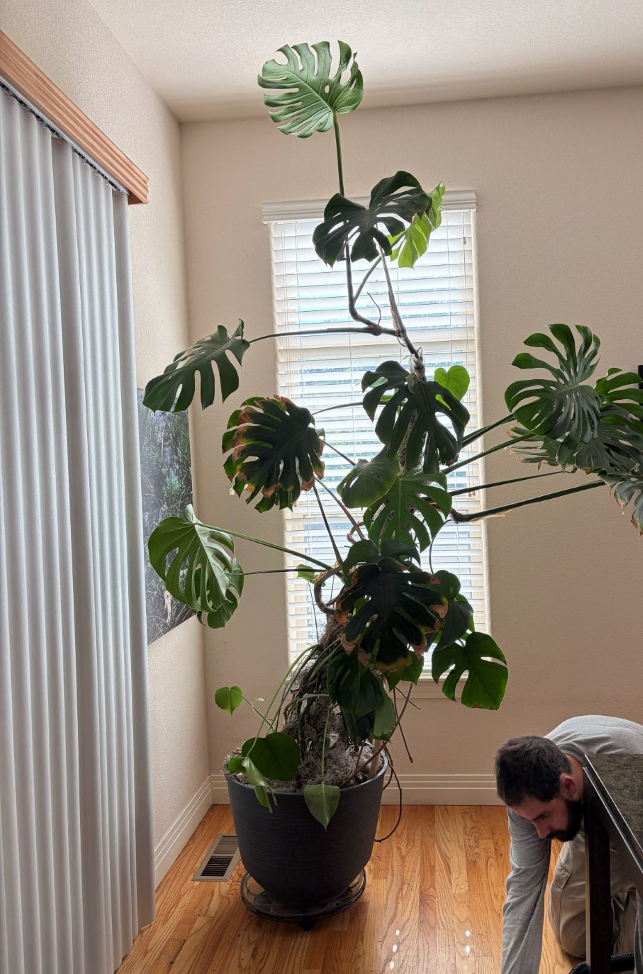 A monstera climbing toward the light in a Denver home
