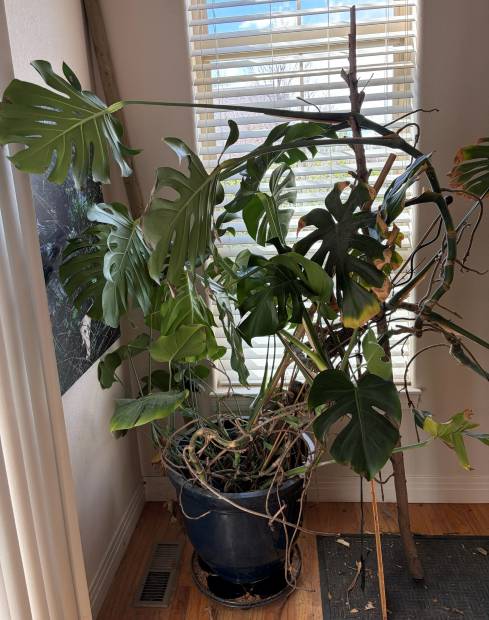 A monstera on a moss pole beside a bright window