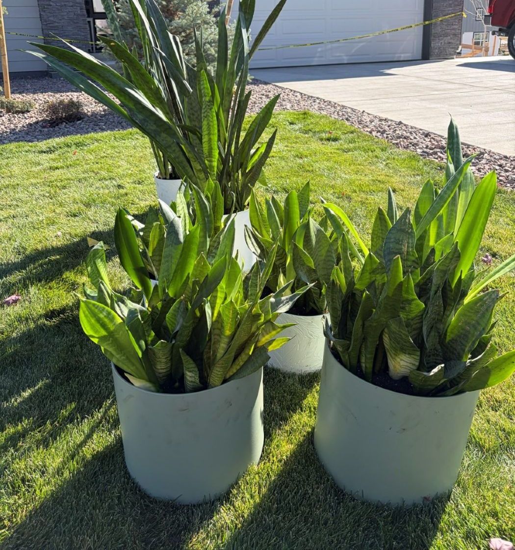 Snake plants staged and checked before delivery