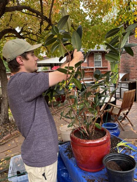 A rubber tree being cut back before repotting