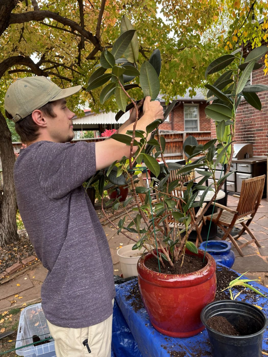 Kyle pruning a rubber tree on repot day