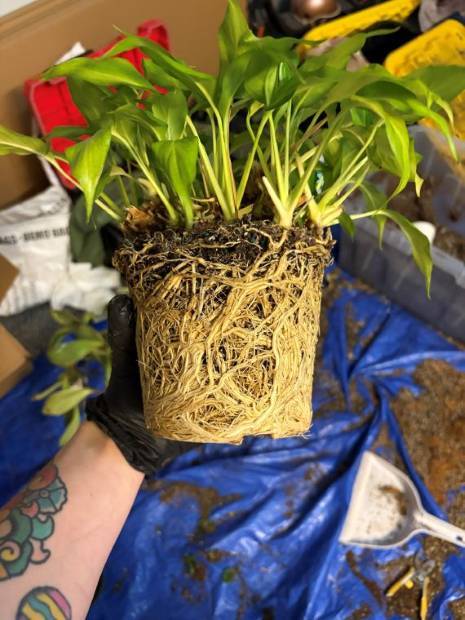 A root-bound houseplant pulled from its pot