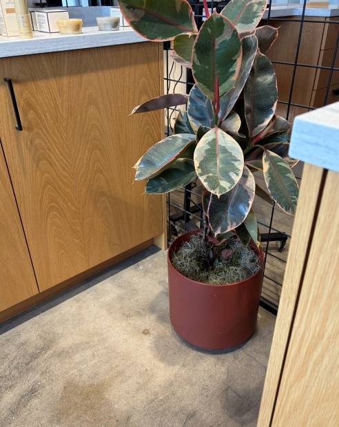 A variegated rubber plant in a clay pot