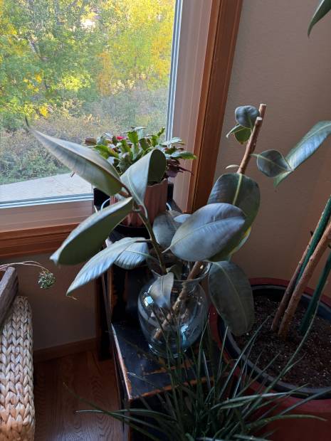 A rubber tree cut back and repotted