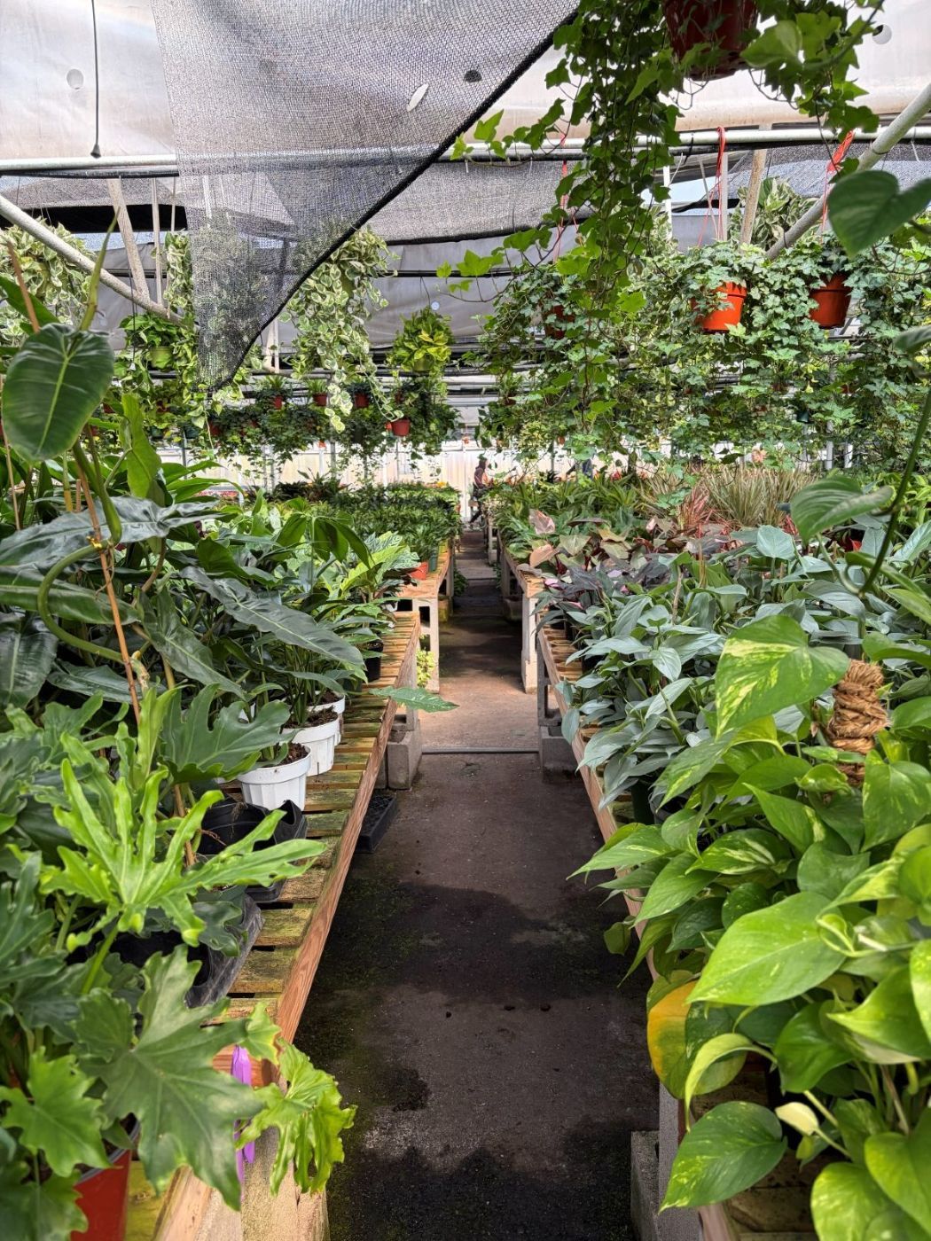 Selecting plants in the rows at a Colorado grower