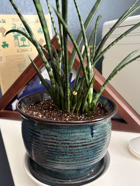 A snake plant freshly repotted in a blue glazed pot