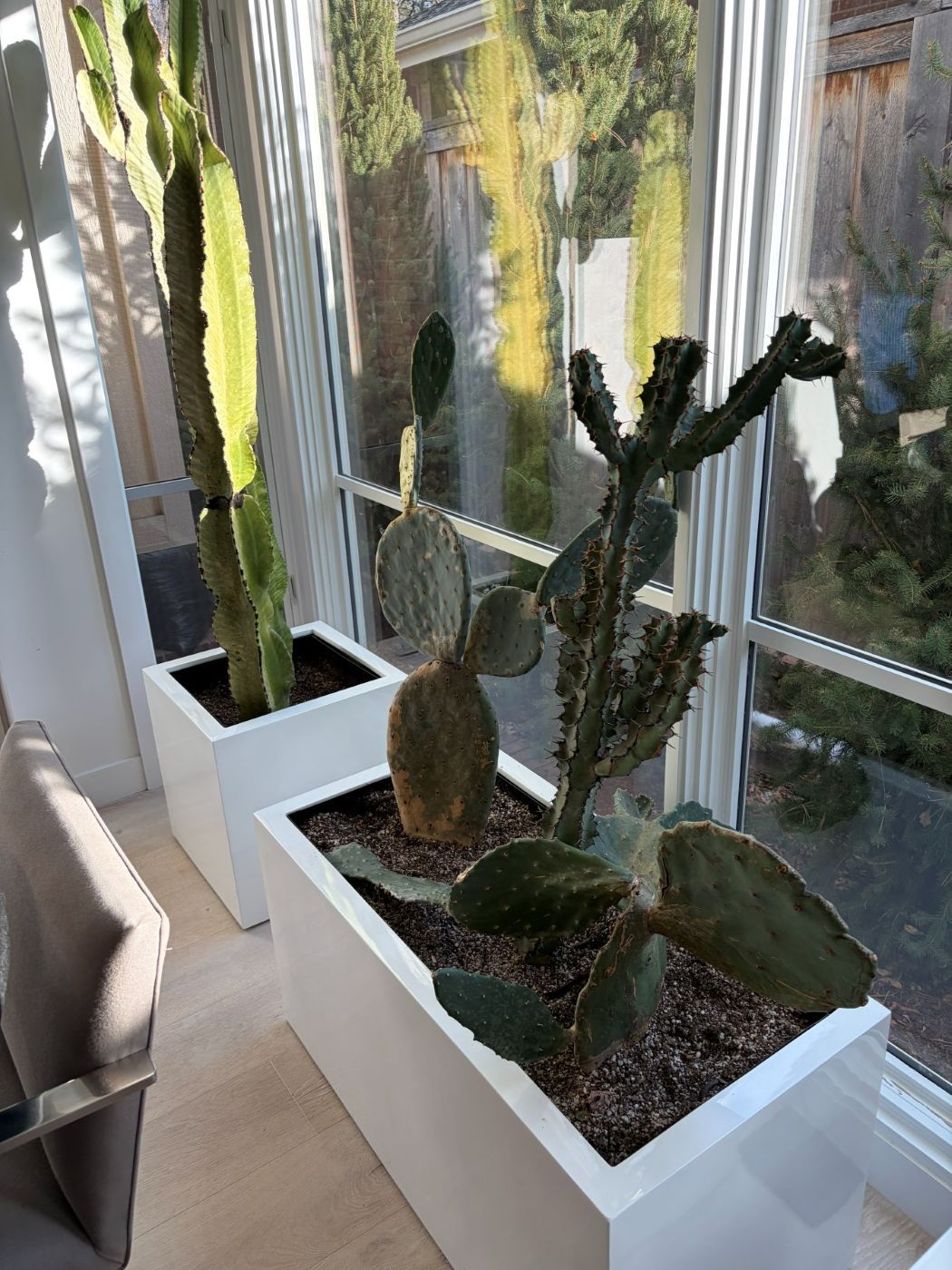 Succulents arranged on a bright window ledge