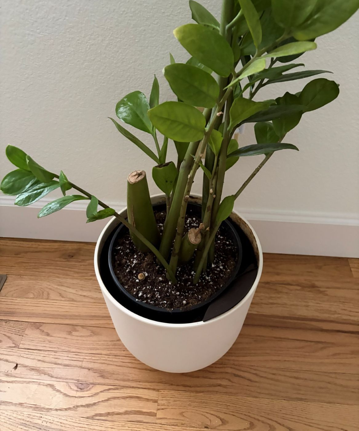 A ZZ plant in a white pot in an Aurora home